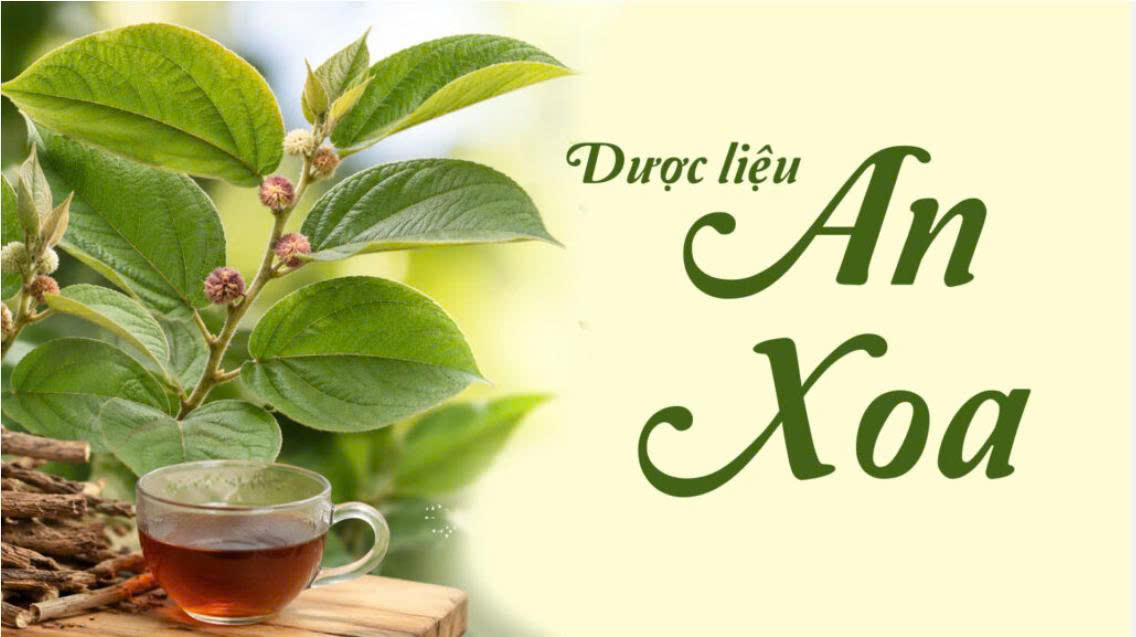 Công dụng và liều dùng từ dược liệu an xoa