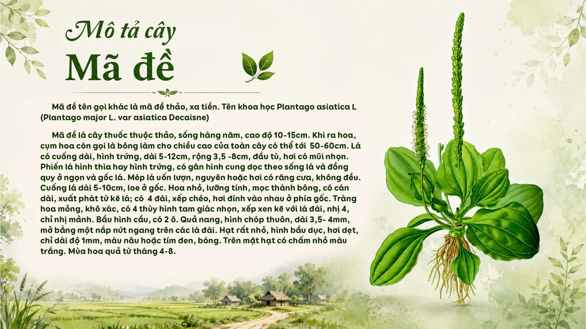 Dược liệu Cây Mã Đề và công dụng trong y học.