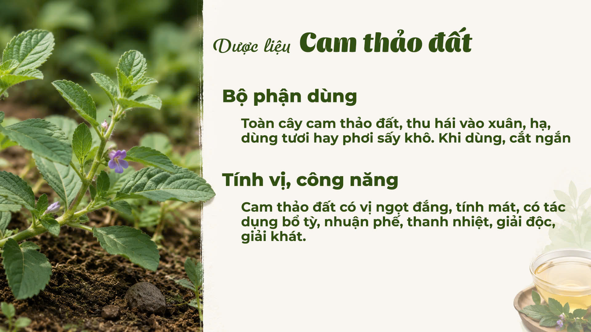 Cam Thảo Đất - Công dụng của Dược Liệu Cam Thảo Đất trong Y học