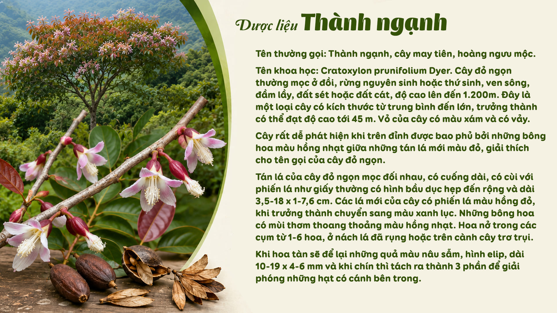 Dược Liệu Thành Ngạnh và công dụng thanh nhiệt, giải độc