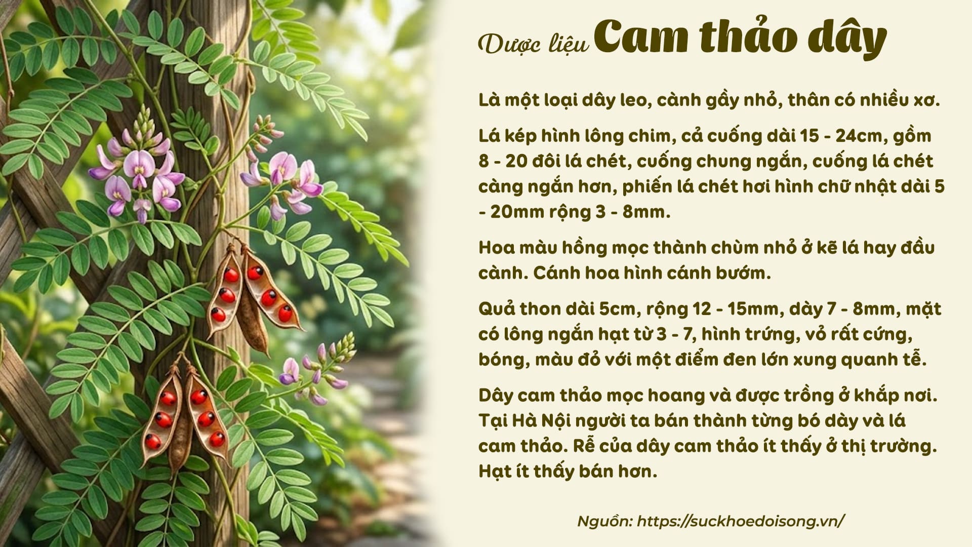 Cam Thảo Dây - Các bài thuốc từ dược liệu Cam Thảo Dây