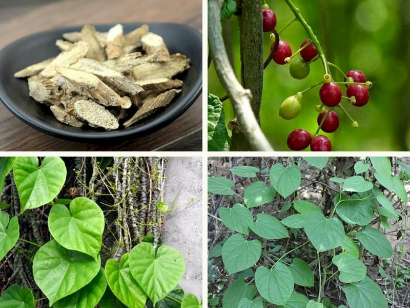 Dược liệu dây đau xương dùng để chữa bệnh gì?
