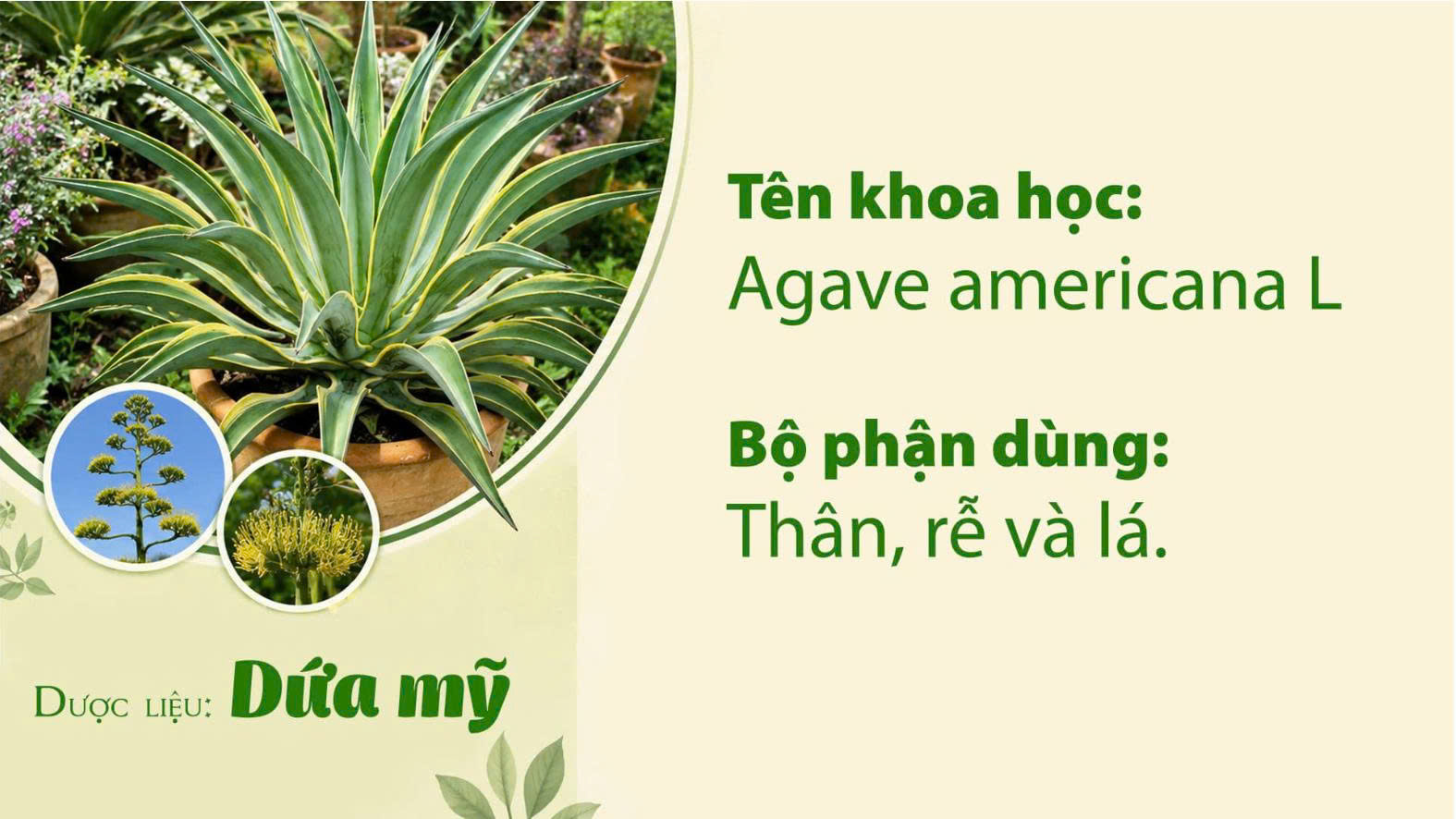 Công dụng của dược liệu Dứa mỹ trong y học