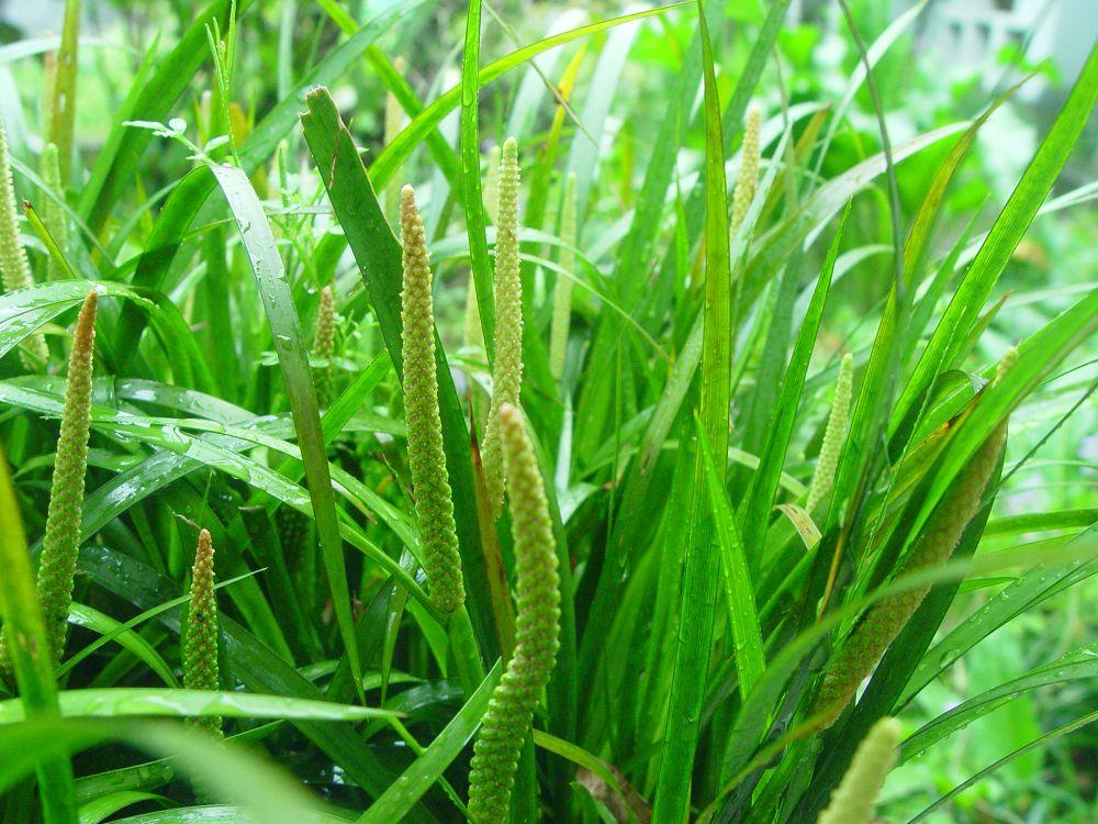 CÔNG DỤNG CỦA DƯỢC LIỆU THẠCH XƯƠNG BỒ TRONG Y HỌC